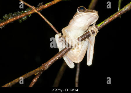 À ventre marron (Osteocephalus fuscifacies treefrog broméliacées) dans la forêt tropicale, Pastaza province, l'Équateur Banque D'Images