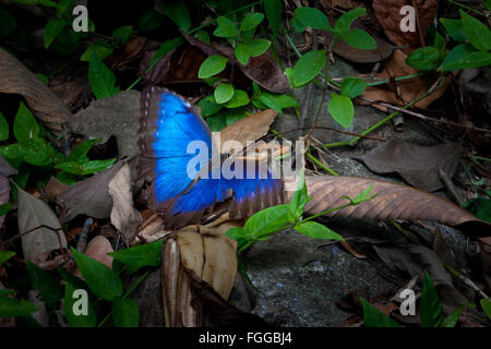 Papillon Morpho bleu, Morpho peleides, dans la forêt tropicale du parc métropolitain, la ville de Panama, République du Panama. Banque D'Images