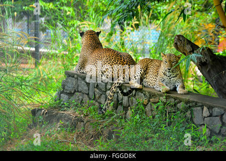 Leopard endémique du Sri Lanka à l'air libre Pinnawala Zoo au Sri Lanka Banque D'Images