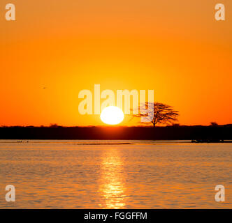 Classic de soleil africain avec d'énormes arbres Acacia soleil brûlant et l'eau dans le Botswana, l'Afrique Banque D'Images