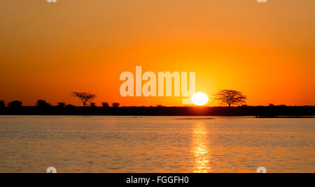 Classic de soleil africain avec d'énormes arbres Acacia soleil brûlant et l'eau dans le Botswana, l'Afrique Banque D'Images