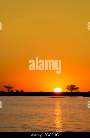 Classic de soleil africain avec d'énormes arbres Acacia soleil brûlant et l'eau dans le Botswana, l'Afrique Banque D'Images