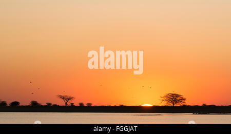 Classic de soleil africain avec d'énormes arbres Acacia soleil brûlant et l'eau dans le Botswana, l'Afrique Banque D'Images