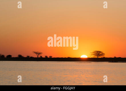 Classic de soleil africain avec d'énormes arbres Acacia soleil brûlant et l'eau dans le Botswana, l'Afrique Banque D'Images