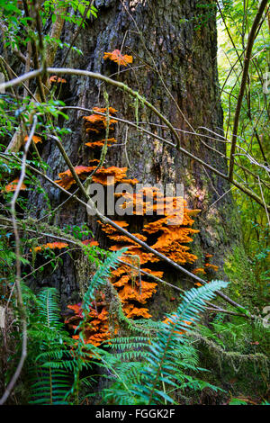 Champignon orange vif sur un arbre dans la forêt de séquoias en Californie. Banque D'Images