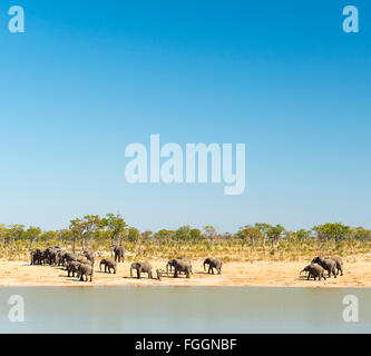 Troupeau d'éléphants dans un trou d'arrosage au Botswana, l'Afrique avec ciel bleu clair au-dessus Banque D'Images