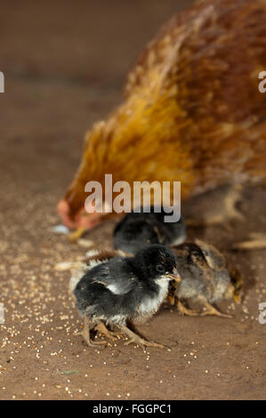 Avec les poussins poule rayures autour de nourriture sur un chantier de la saleté, de l'Ouganda. Banque D'Images