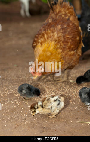 Avec les poussins poule rayures autour de nourriture sur un chantier de la saleté, de l'Ouganda. Banque D'Images