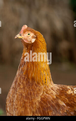 Avec les poussins poule rayures autour de nourriture sur un chantier de la saleté, de l'Ouganda. Banque D'Images