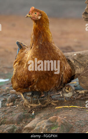 Avec les poussins poule rayures autour de nourriture sur un chantier de la saleté, de l'Ouganda. Banque D'Images