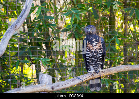 Espèces de l'oiseau qui ressemble à un hibou, Eagle and Hawk, en même temps. Banque D'Images