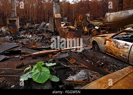 Bush australien Australian bush,les dommages causés par l'incendie après l'incendie,poster australian bush fire, Banque D'Images