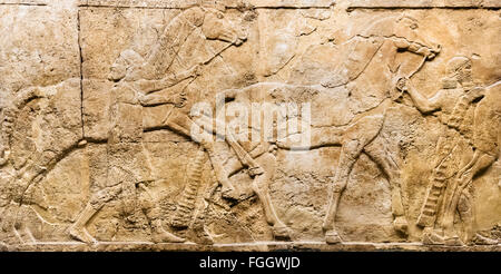 Chasse aux lions reliefs c.645-635 BC de palais du roi assyrien Assurbanipal à Ninive, Gallery, British Museum, Londres, Royaume-Uni Banque D'Images