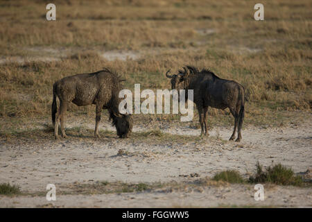 Les gnous, également appelé gnus ou wildebai, sont un genre d'antilopes, connochaetes. Ils appartiennent à la famille des bovidés, qui Banque D'Images