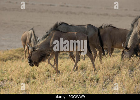 Les gnous, également appelé gnus ou wildebai, sont un genre d'antilopes, connochaetes. Ils appartiennent à la famille des bovidés, qui Banque D'Images