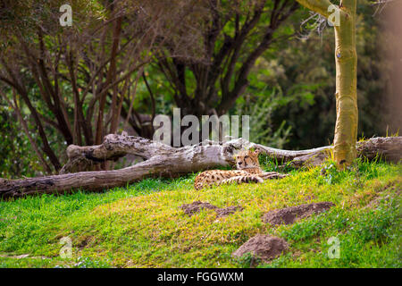 Cheetah relaxing on grass avant une soirée chasse. Banque D'Images