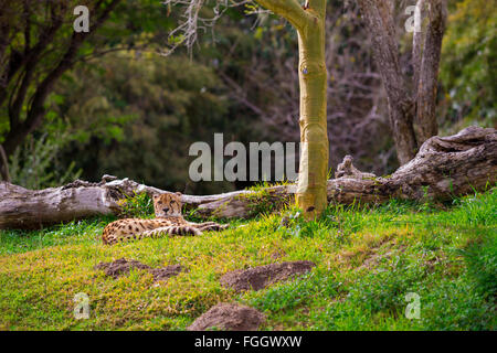 Cheetah relaxing on grass avant une soirée chasse. Banque D'Images