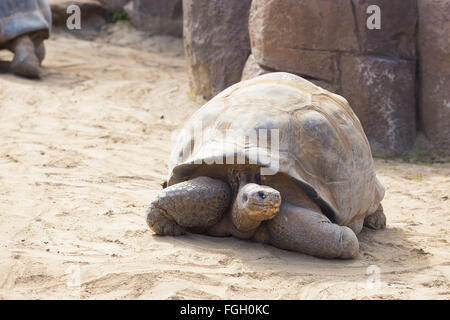 Gallapagos Tortue reposant sur du sable. Banque D'Images