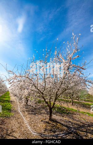 Un verger d'amandes de Californie en pleine floraison au printemps de 2016 dans la vallée de San Joaquin à proximité de Modesto Banque D'Images