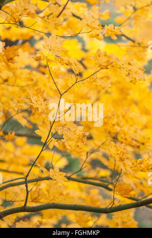 L'automne feuillage d'un érable (Acer circinatum) dans Multnomah Oregon, USA. Banque D'Images