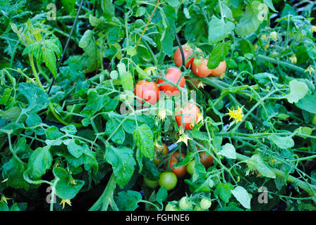 Grande plante de tomate dans un jardin d'été Banque D'Images