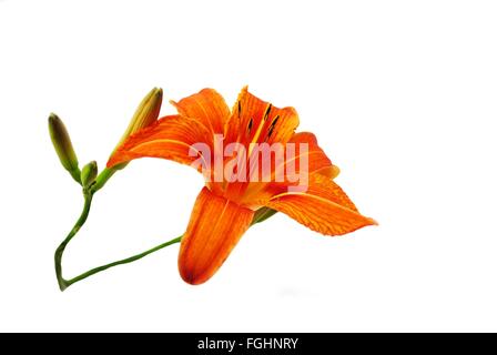 Lys Orange lumineux isolé sur fond blanc Banque D'Images