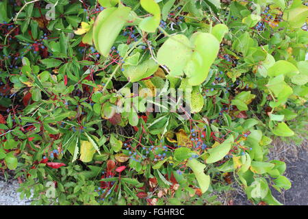 L'usine de fruits sauvages au cours de l'automne en Nouvelle Angleterre, USA Banque D'Images