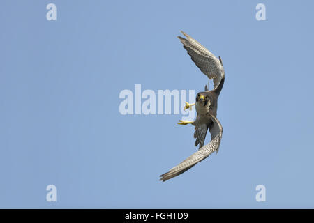 Faucon de canard ( Falco peregrinus ), adulte, en vol rapide maniable, contre le ciel bleu, vue frontale, contact visuel, faune, Europe. Banque D'Images