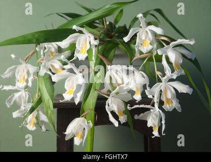 Fleurs de Coelogyne cristata orchid, Close up shot Banque D'Images