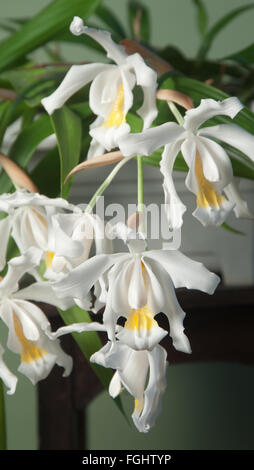 Fleurs de Coelogyne cristata orchid, Close up shot Banque D'Images
