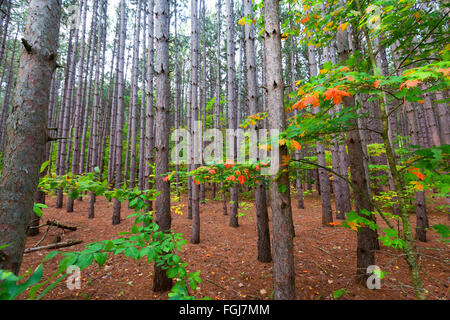 Une plantation de pins dans Sleeping Bear Dunes National Lakeshore se développe de haut et droit. Un lit d'aiguilles de pin couvre le sol Banque D'Images