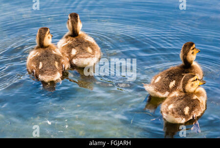 Quatre jeunes canetons mignons fluffy de l'arrière, piscine à l'eau dans différentes directions, faisant des ondulations sur l'eau. Banque D'Images