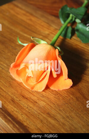 Une jolie coupe, seul orange rose, allongée sur une table en bois à l'intérieur Banque D'Images