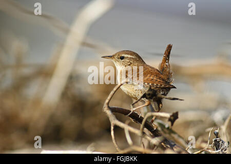 Troglodyte mignon Troglodytes troglodytes, ,sur les branches mortes Banque D'Images