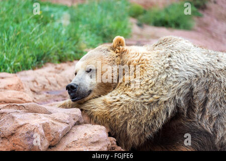 Vue rapprochée d'un grizzly couché Banque D'Images