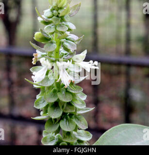 Ocimum basilicum, basilic, herbe annuelle aromatique avec en face des feuilles vertes et fleurs blanches en grappes, culinary herb Banque D'Images