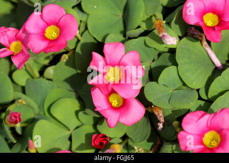 L'oxalide petite oseille pourpre purpurea, la grande-duchesse, oseille, herbacée vivace à bulbes souterrains, feuilles trifoliées et fleurs roses Banque D'Images