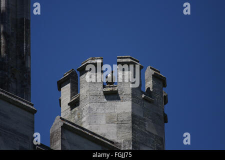 Un Faucon pèlerin sur une tourelle à côté de la flèche de la cathédrale de Chichester Banque D'Images