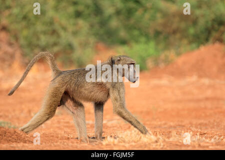 Babouin Chacma (Papio hamadryas ursinus), Kruger National Park, Afrique du Sud Banque D'Images