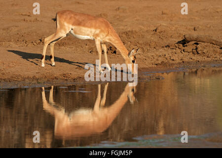 Antilope Impala (Aepyceros melampus) eau potable, Pilanesberg National Park, Afrique du Sud Banque D'Images