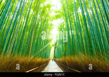 Tôt le matin, les gens qui marchent dans les longues lignes de chemin de l'arbre de bambou Bamboo Grove Arashiyama à Kyoto, Japon Banque D'Images