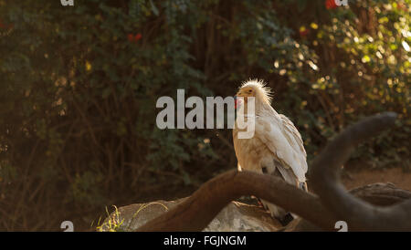 Percnoptère, Neophron percnopterus, est également connu comme le poulet du pharaon et le vautour charognard blanc. Cet oiseau est un Banque D'Images