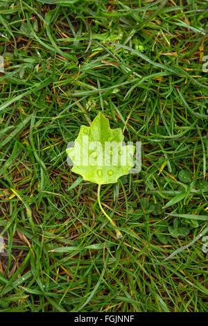 Petite feuille verte portant sur l'herbe, Queenstown, Nouvelle-Zélande Banque D'Images