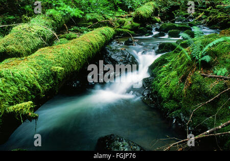 Silver Falls State Park dans l'Oregon a des kilomètres de randonnées pour voir des cascades au milieu d'un vaste jardin dans un cadre naturel. Banque D'Images