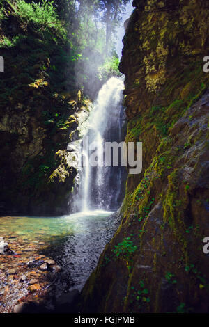 Pinard Falls est une grande chute d'eau dans la forêt nationale d'Umpqua situé près de Cottage Grove de l'Oregon. Banque D'Images