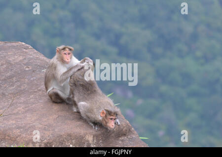 Montagnes Nilgri, Inde - 31 octobre 2015 - Deux épouillage singe les uns les autres sur un rocher dans les montagnes de l'Inde, Nilgri Banque D'Images