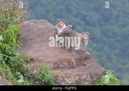 Montagnes Nilgri, Inde - 31 octobre 2015 - Deux épouillage singe les uns les autres sur un rocher dans les montagnes de l'Inde, Nilgri Banque D'Images