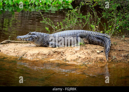 Paraquay Caiman, Pantanal, Mato Grosso, Brésil, Amérique du Sud / (Caiman yacare) Banque D'Images