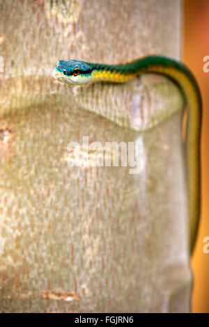 Leptophis ahaetulla, des profils sur l'arbre, Pantanal, Mato Grosso, Brésil, Amérique du Sud / (Leptophis ahaetulla) Banque D'Images