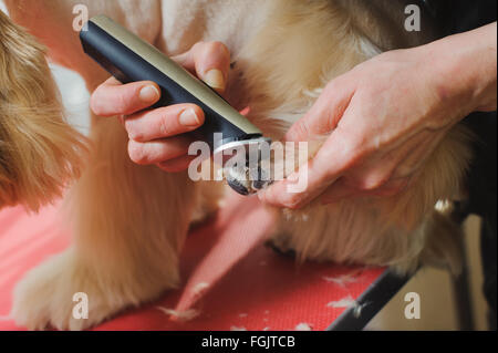 Pure Race, toilettage chien Cocker Américain. Gros plan du parage paw par femme toiletteur. Le chien est debout sur une table rouge. Banque D'Images